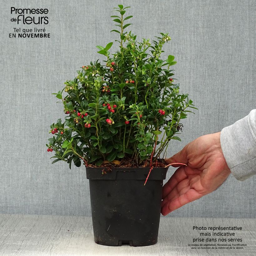 Spécimen de Airelle rouge Red Pearl - Vaccinium vitis-idaea Pot de 2L/3L tel que livré en automne