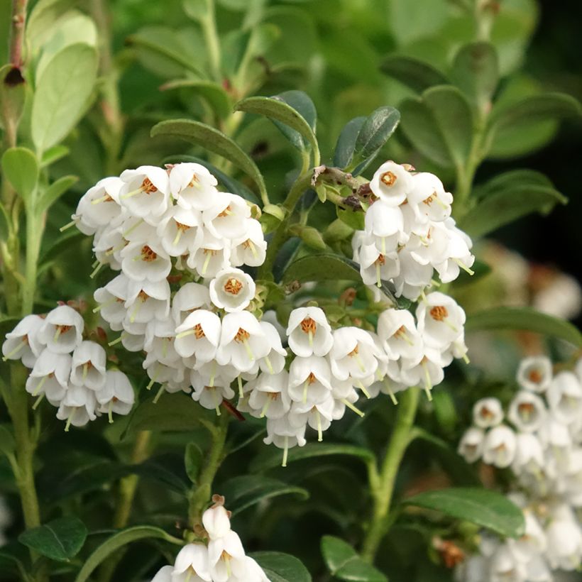 Airelle, Vaccinium vitis idaea (Floraison)