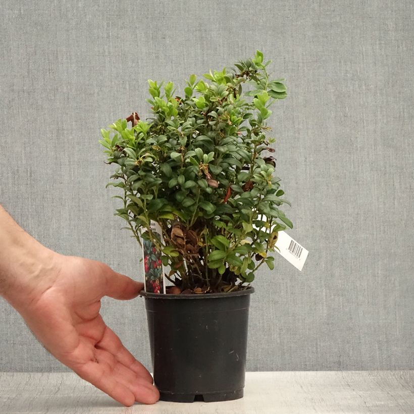 Spécimen de Airelle, Vaccinium vitis idaea Pot de 1,5L/2L tel que livré en été