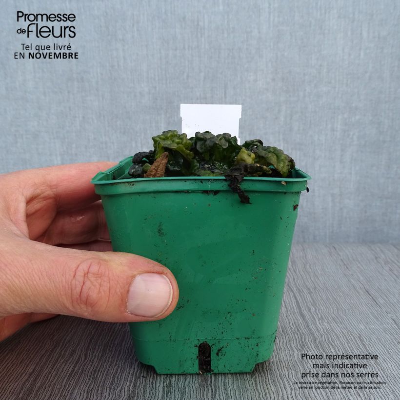 Spécimen de Ajuga pyramidalis Metallica Crispa Godet de 8/9 cm tel que livré en automne