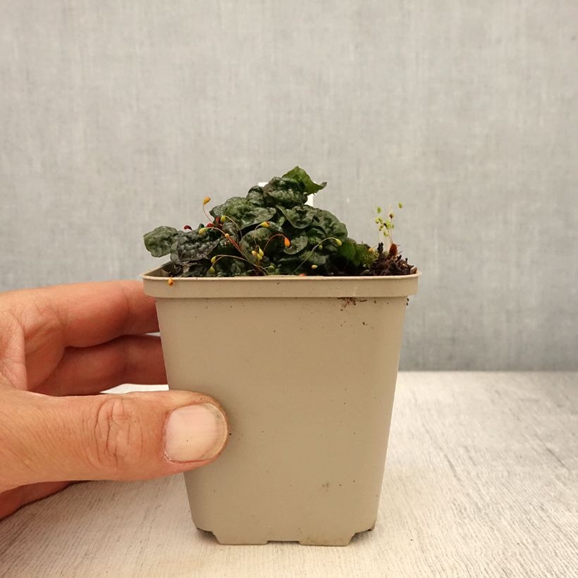 Spécimen de Ajuga pyramidalis Metallica Crispa Godet de 8/9 cm tel que livré en été