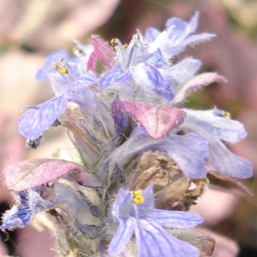 Bugle rampante - Ajuga reptans Burgundy Glow (Floraison)