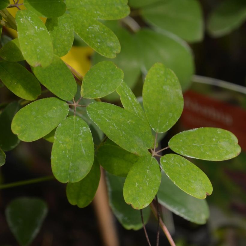 Akebia quinata - Akébie à cinq feuilles (Feuillage)