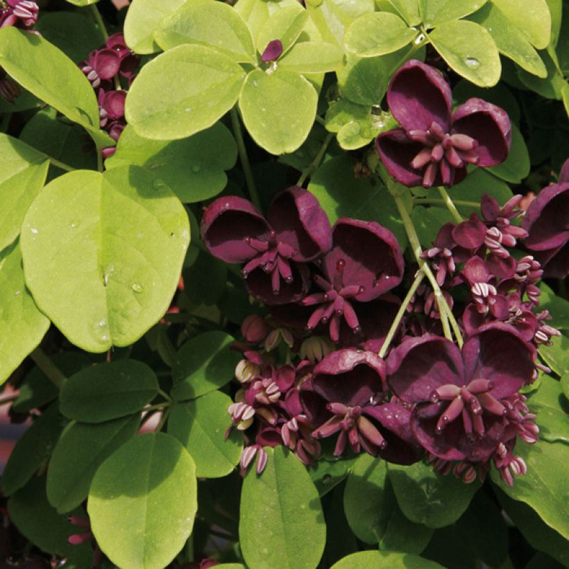 Akebia quinata - Akébie à cinq feuilles (Floraison)