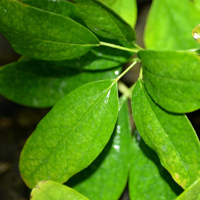 Akebia quinata Cream Form (Feuillage)