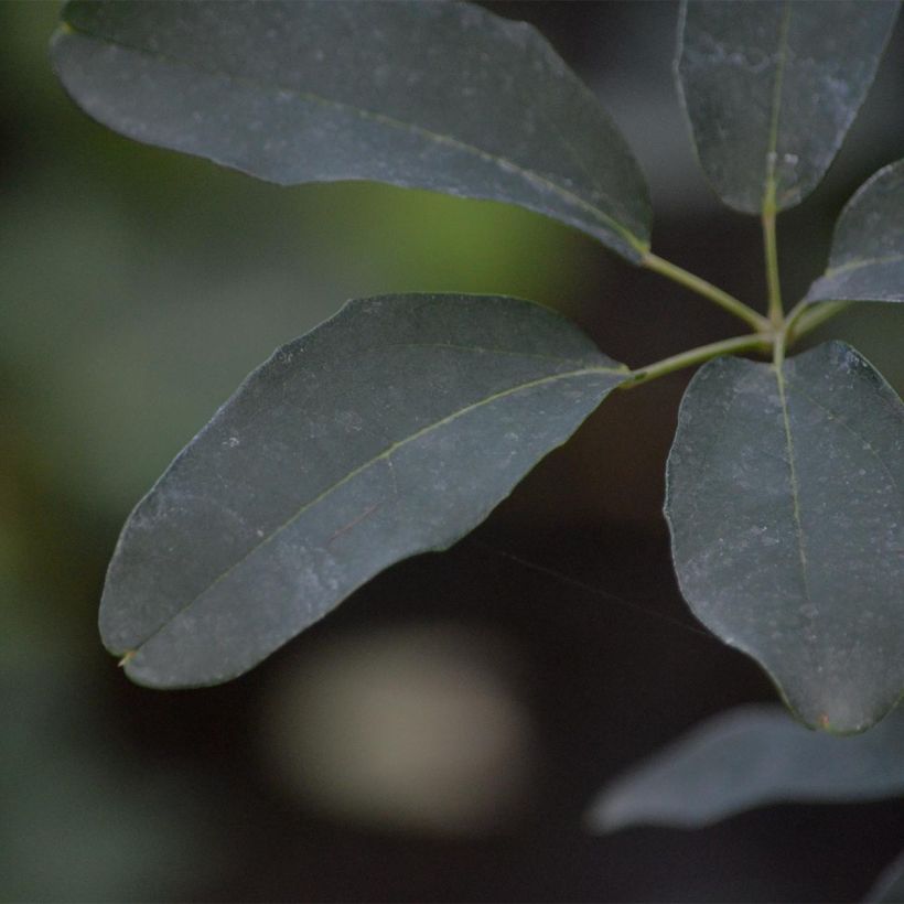 Akebia quinata Rosea - Akébie à cinq feuilles (Feuillage)