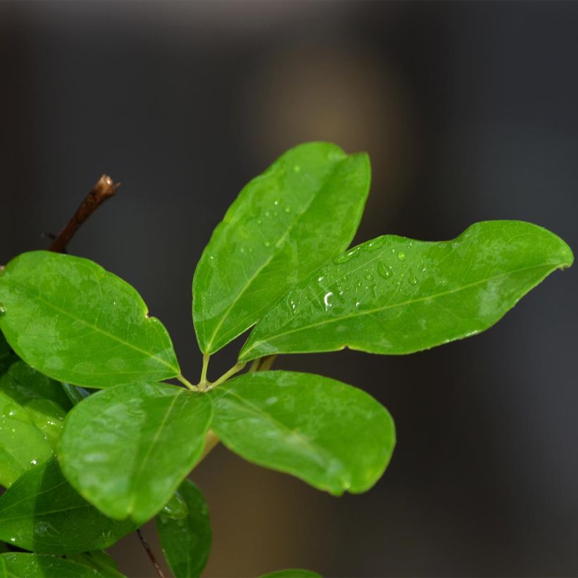 Akebia quinata Silver Bells (Feuillage)