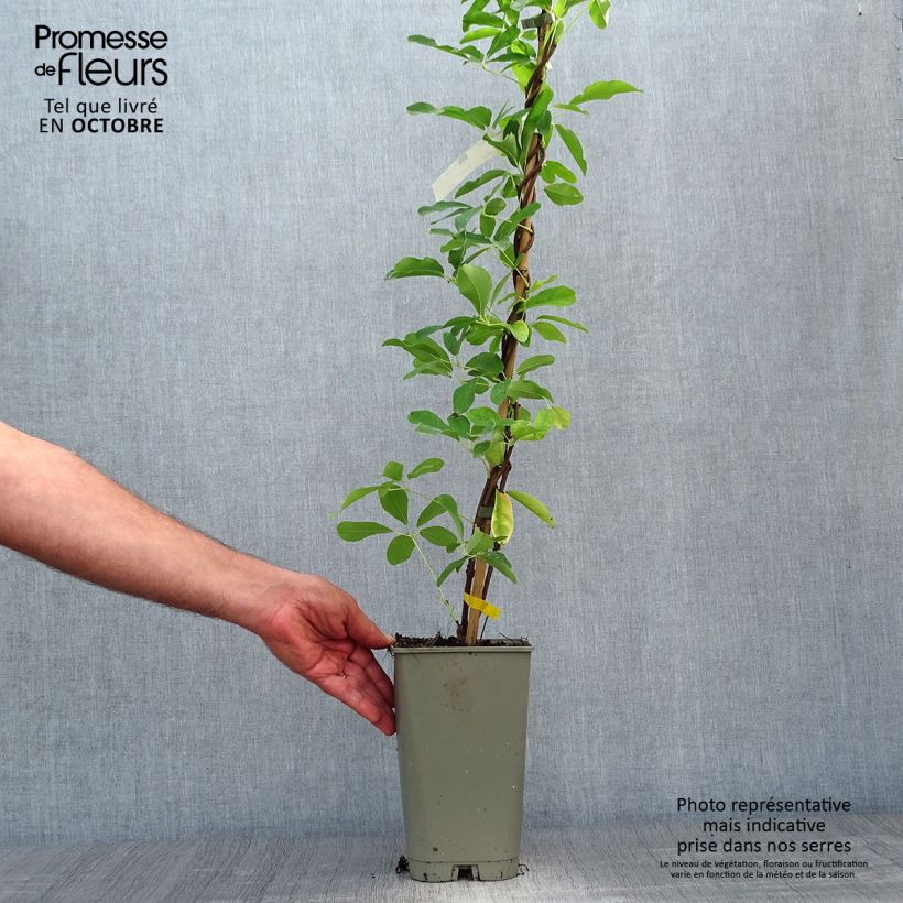 Spécimen de Akebia quinata Silver Bells Pot de 2L/3L tel que livré en automne