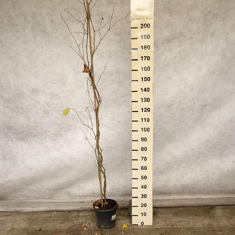 Spécimen de Alangium chinense Pot de 7,5L/10L tel que livré en automne