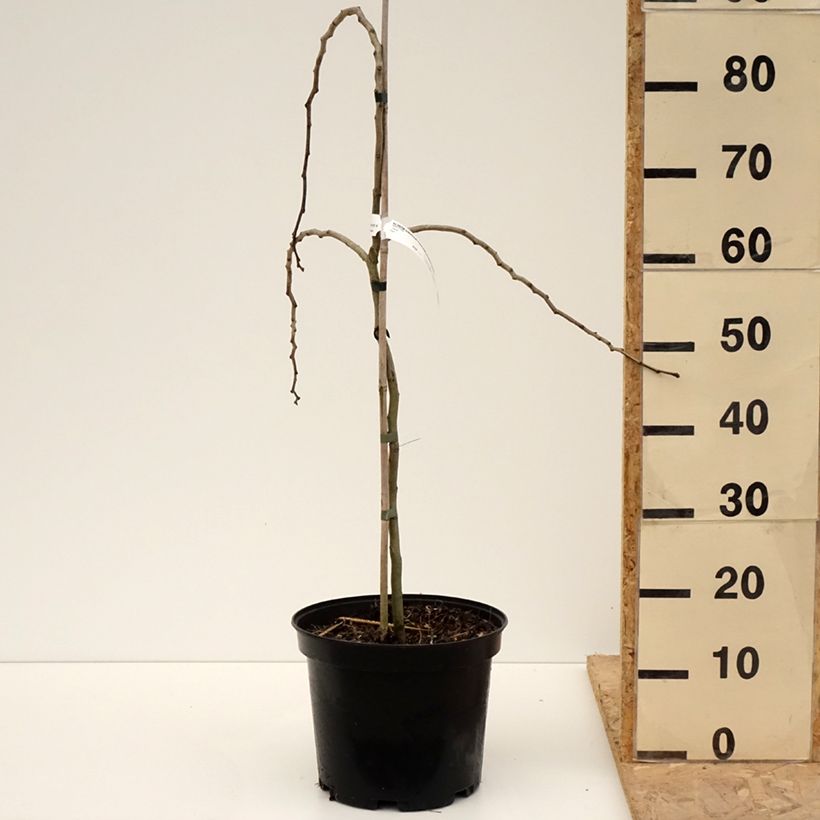 Spécimen de Albizia julibrissin Chocolate Fountain - Arbre à soie Pot de 7.5L/10L tel que livré au printemps