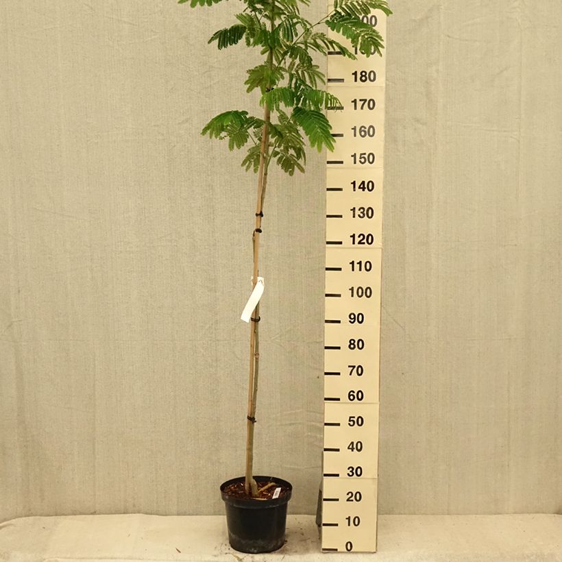Spécimen de Albizia julibrissin Evey's Pride - Arbre de soie Pot de 7,5L/10L tel que livré en été