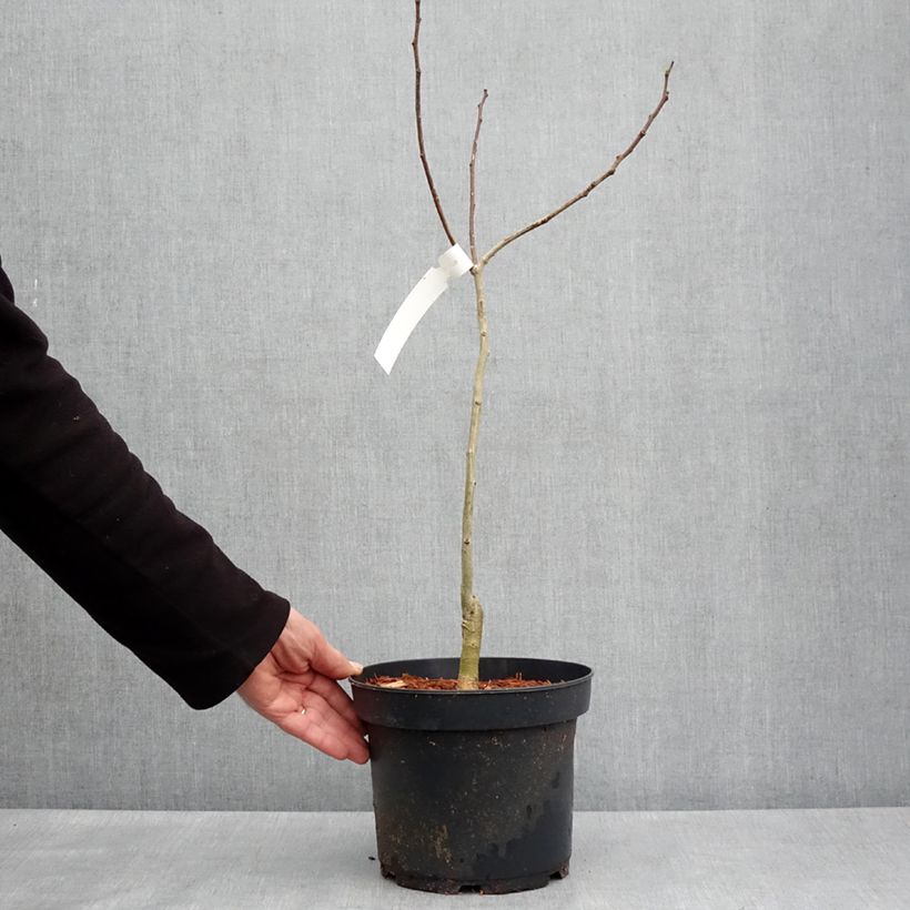 Spécimen de Albizia julibrissin Evey's Pride - Arbre de soie Pot de 5L tel que livré au printemps
