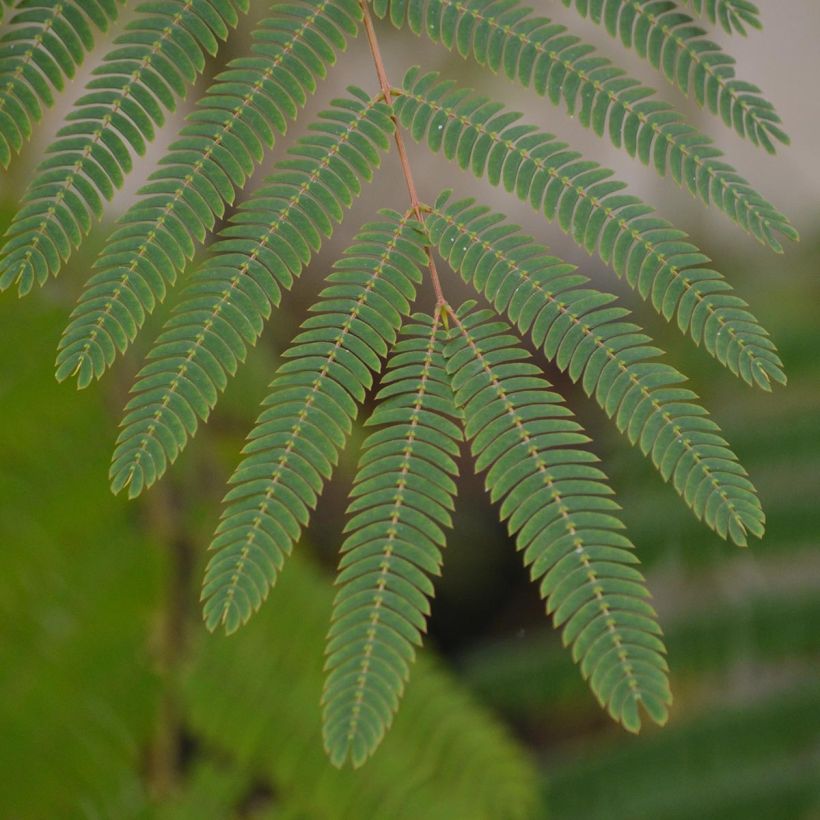 Albizia julibrissin Ombrella - Arbre à soie (Feuillage)