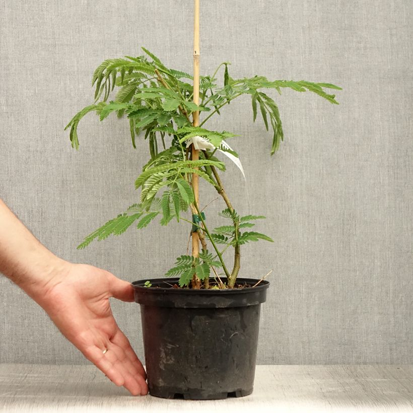 Spécimen de Albizia julibrissin Ombrella - Arbre à soie Pot de 3L/4L tel que livré en été
