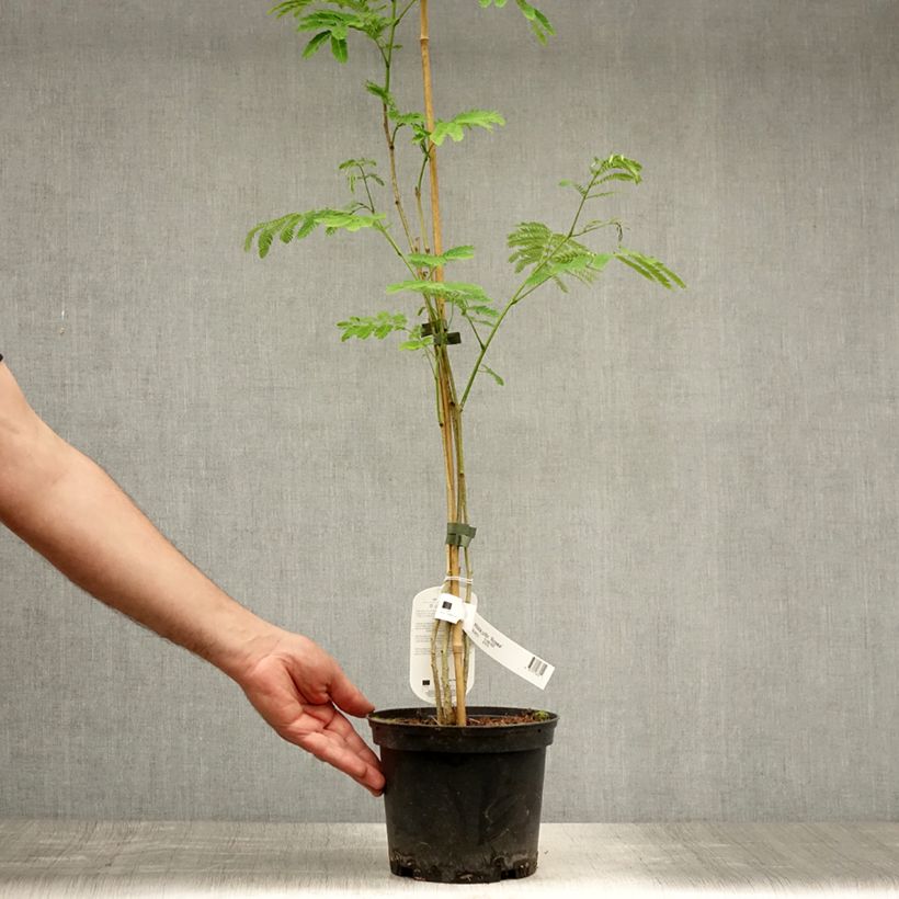 Spécimen de Albizia julibrissin Rosea - Arbre à soie rose Pot de 2L/3L tel que livré en été