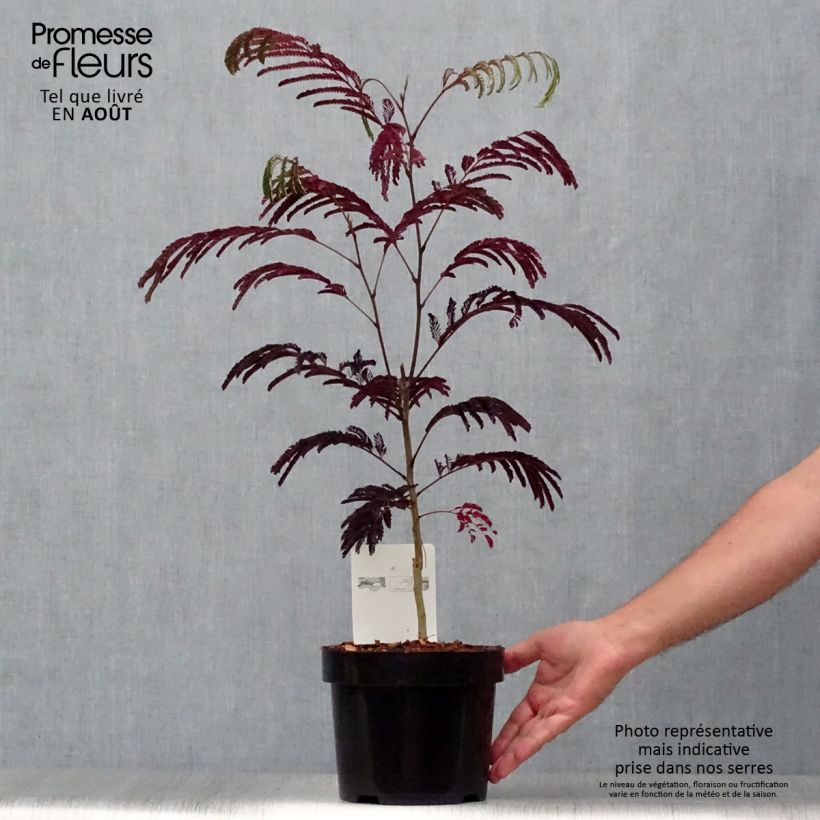 Spécimen de Albizia julibrissin Summer Chocolate - Arbre à soie Pot de 3L/4L tel que livré en été