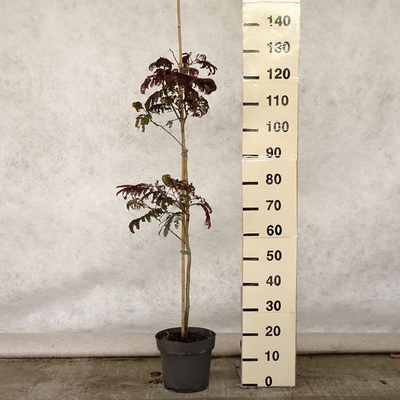 Spécimen de Albizia julibrissin Summer Chocolate - Arbre à soie Pot de 7,5L/10L tel que livré en été