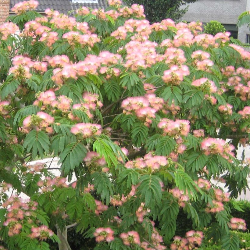 Albizzia Tropical Dream - Arbre à soie (Floraison)