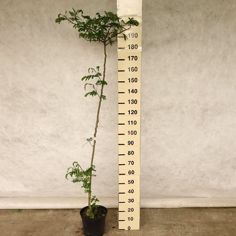 Spécimen de Albizzia Tropical Dream - Arbre à soie Pot de 7,5L/10L tel que livré en été