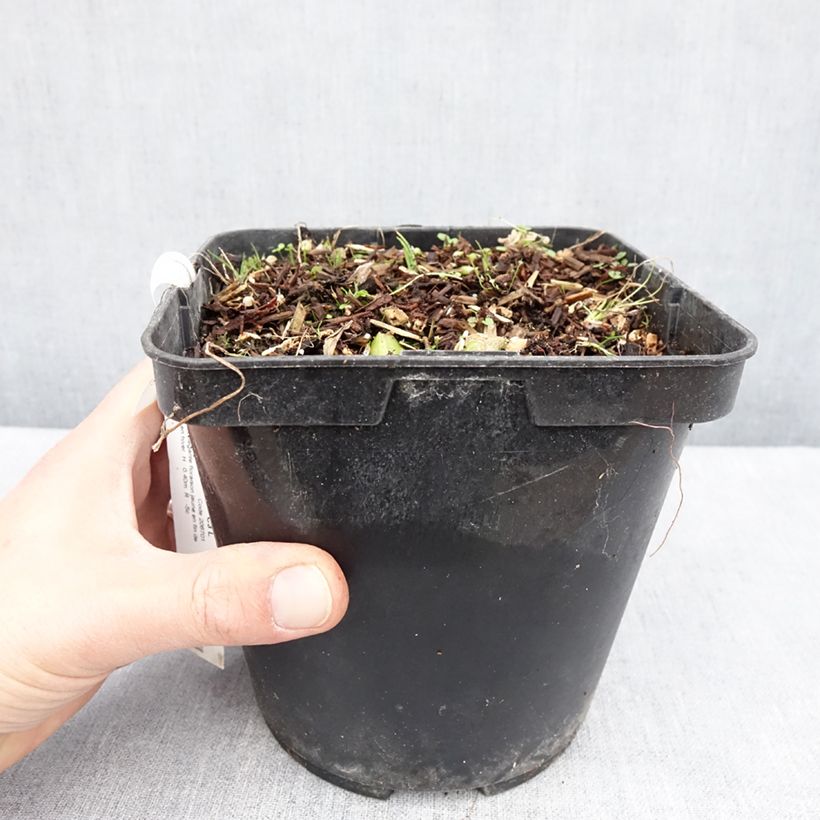 Spécimen de Albuca shawii - Pot de 3L/4L tel que livré au printemps