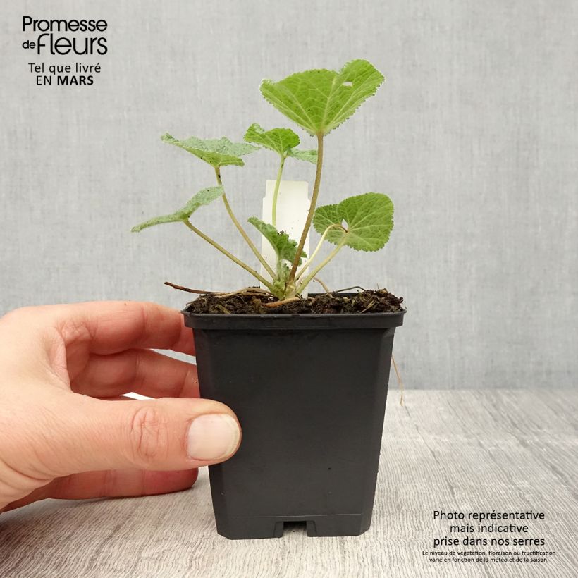 Spécimen de Alcea ficifolia - Rose trémière à feuilles de figuier Godet de 9cm tel que livré au printemps