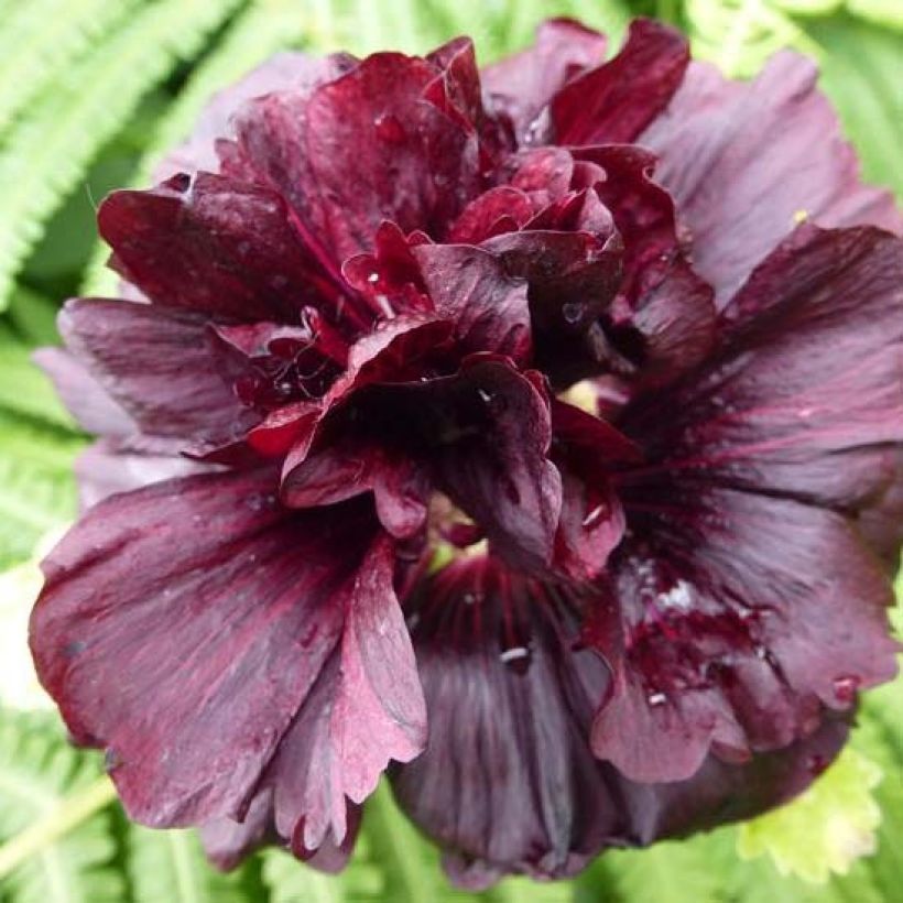 Rose trémière - Alcea rosea Chater's Double pourpre (Floraison)