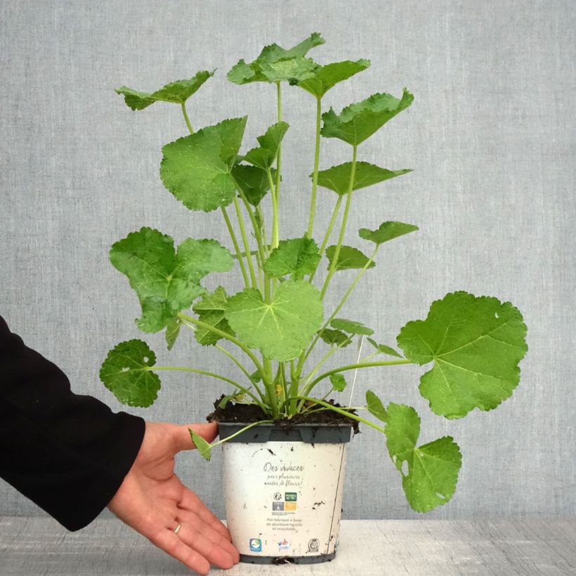 Spécimen de Alcea rosea (rose trémière) Spring Celebrities White Pot de 2L/3L tel que livré au printemps
