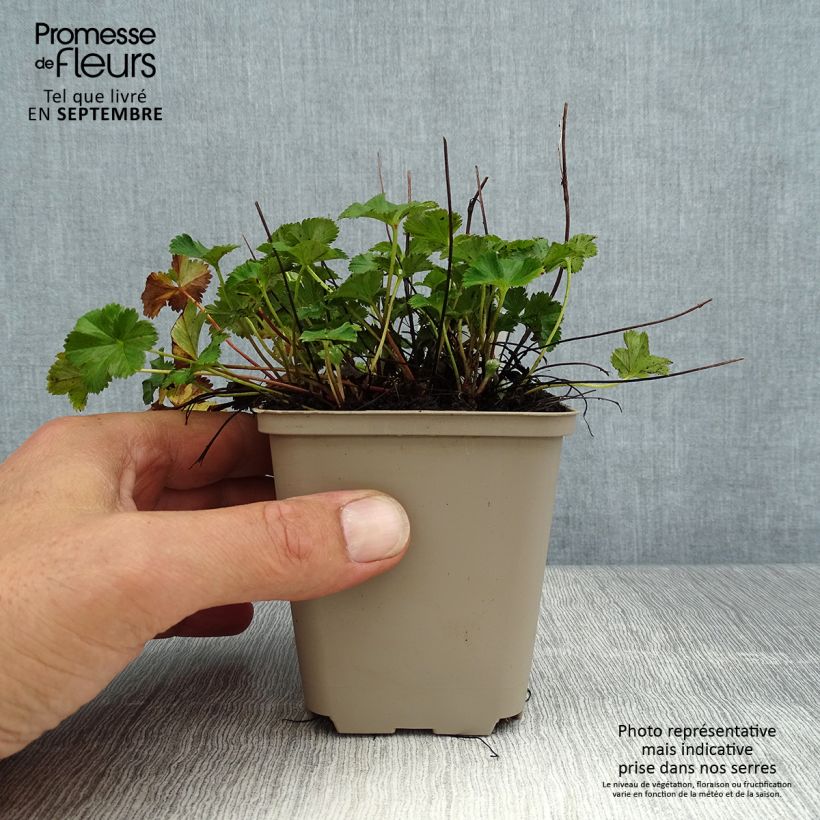 Spécimen de Alchemilla erythropoda - Alchémille Godet de 8/9 cm tel que livré en été