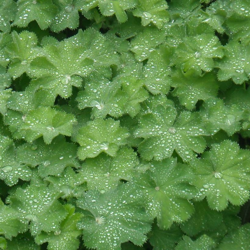 Alchémille commune - Alchemilla mollis (Feuillage)