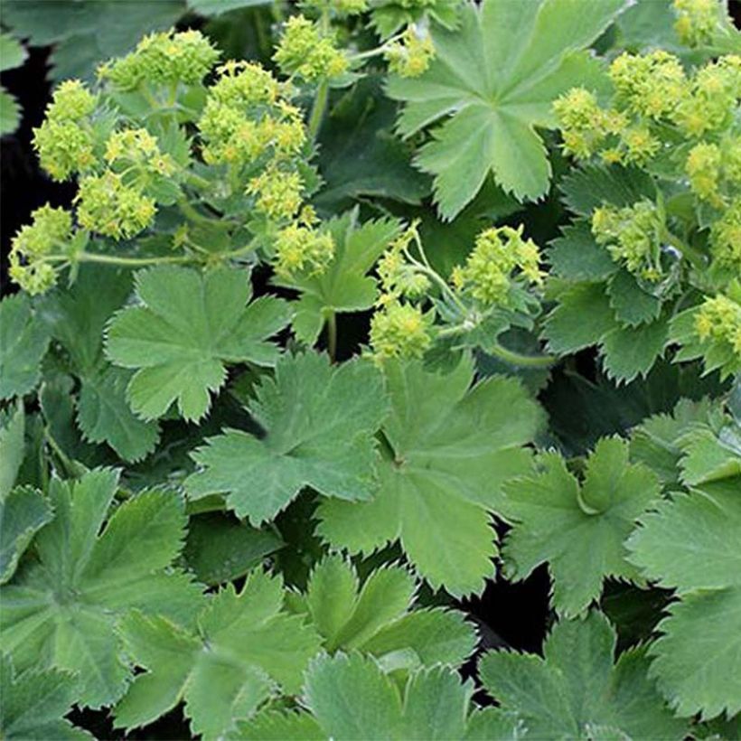 Alchemilla sericata Gold Strike - Alchemille (Feuillage)