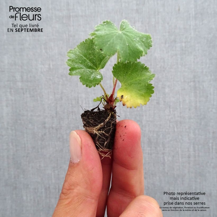 Spécimen de Alchémille commune - Alchemilla mollis - Mini-motte Ø 1,5/2,5 cm tel que livré en automne