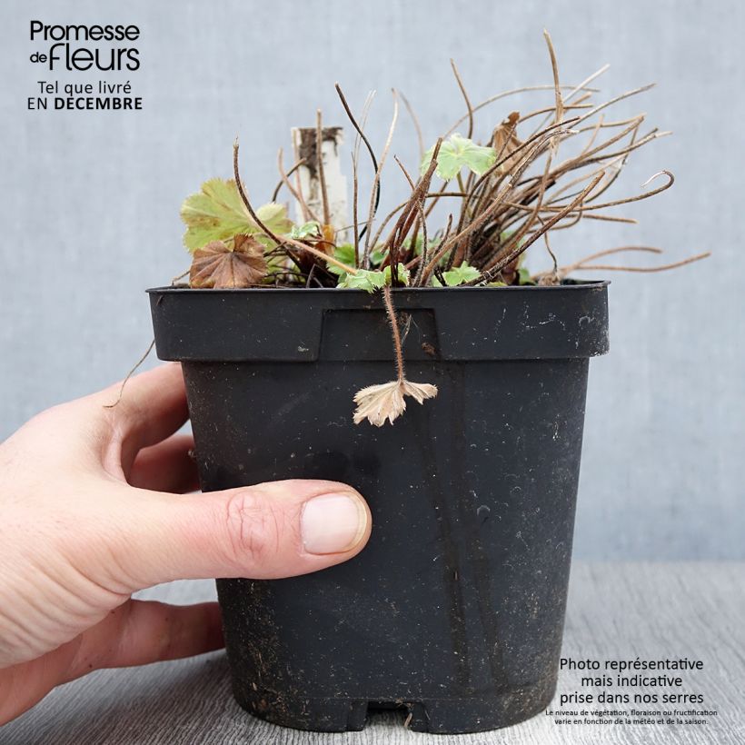 Spécimen de Alchémille commune - Alchemilla mollis Pot de 2L/3L tel que livré en automne
