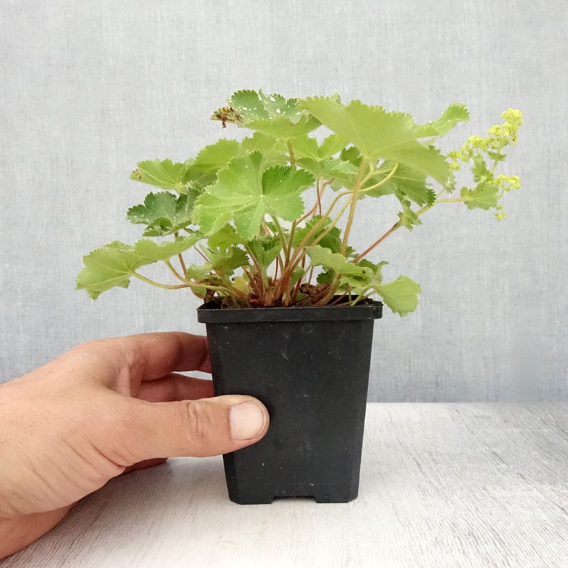 Spécimen de Alchemille Thriller - Alchemilla mollis Godet de 8/9 cm tel que livré en été