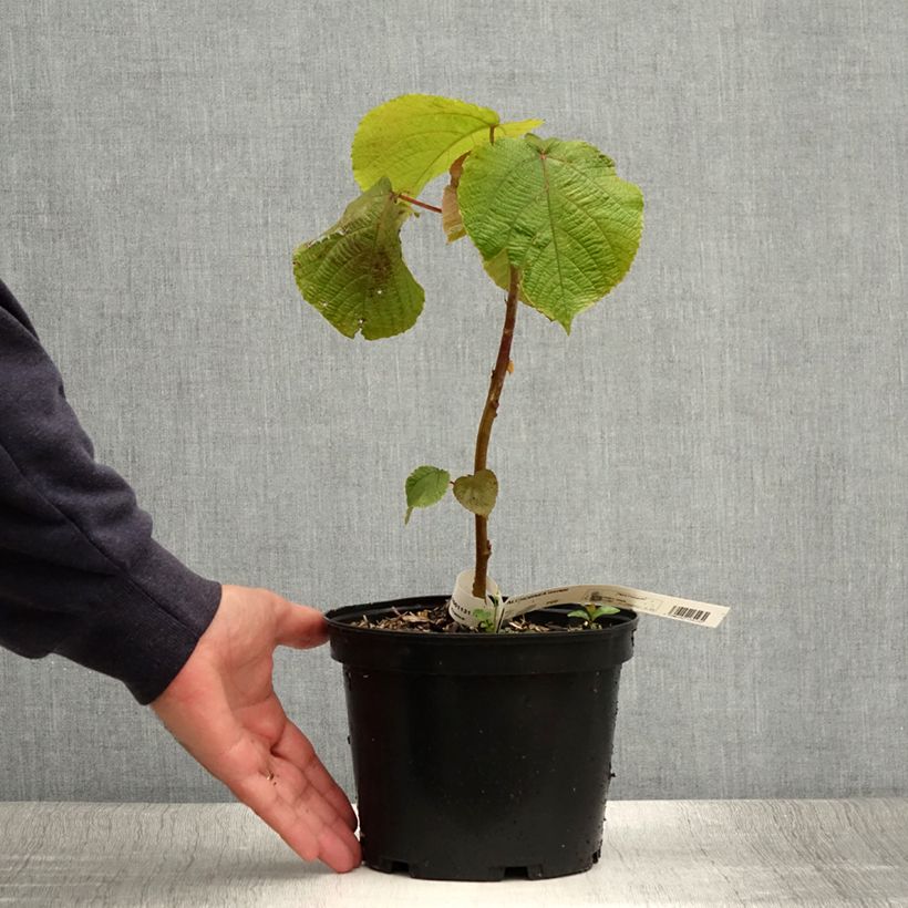 Spécimen de Alchornea davidii Pot de 3L/4L tel que livré en été
