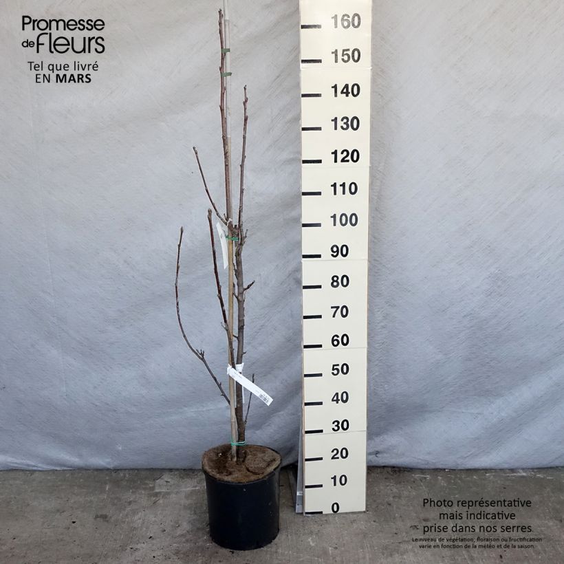 Spécimen de Alisier blanc - Sorbus aria Lutescens tel que livré au printemps