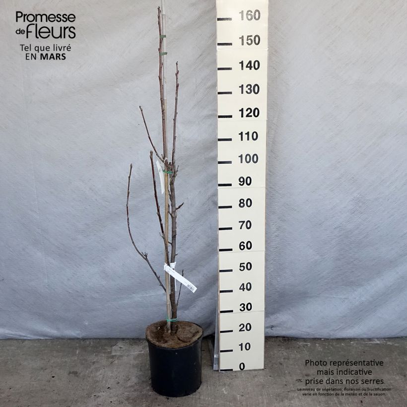 Spécimen de Alisier blanc - Sorbus aria Lutescens Pot de 12L/15L tel que livré au printemps