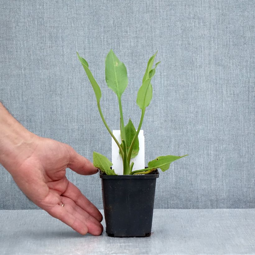 Spécimen de Alisma lanceolatum - Plantain d'eau à feuilles lancéolées Godet de 8/9 cm tel que livré en été