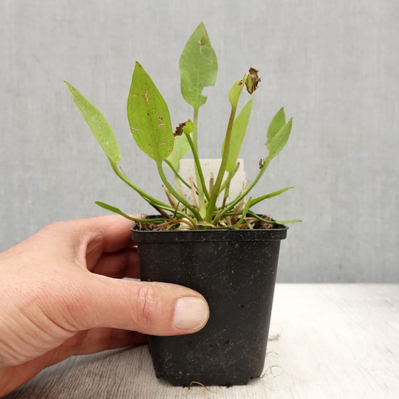 Spécimen de Alisma lanceolatum - Plantain d'eau à feuilles lancéolées - Godet de 8/9 cm tel que livré au printemps
