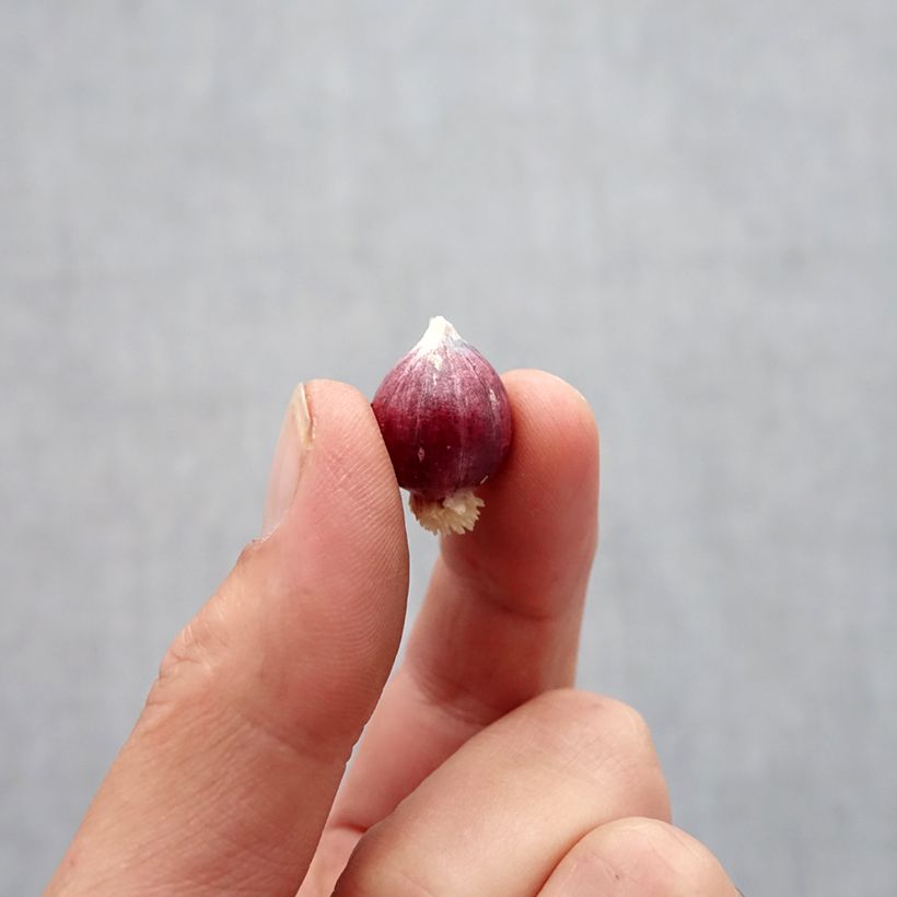 Spécimen de Allium amplectens Graceful - Ail d'ornement Bulbe tel que livré en automne