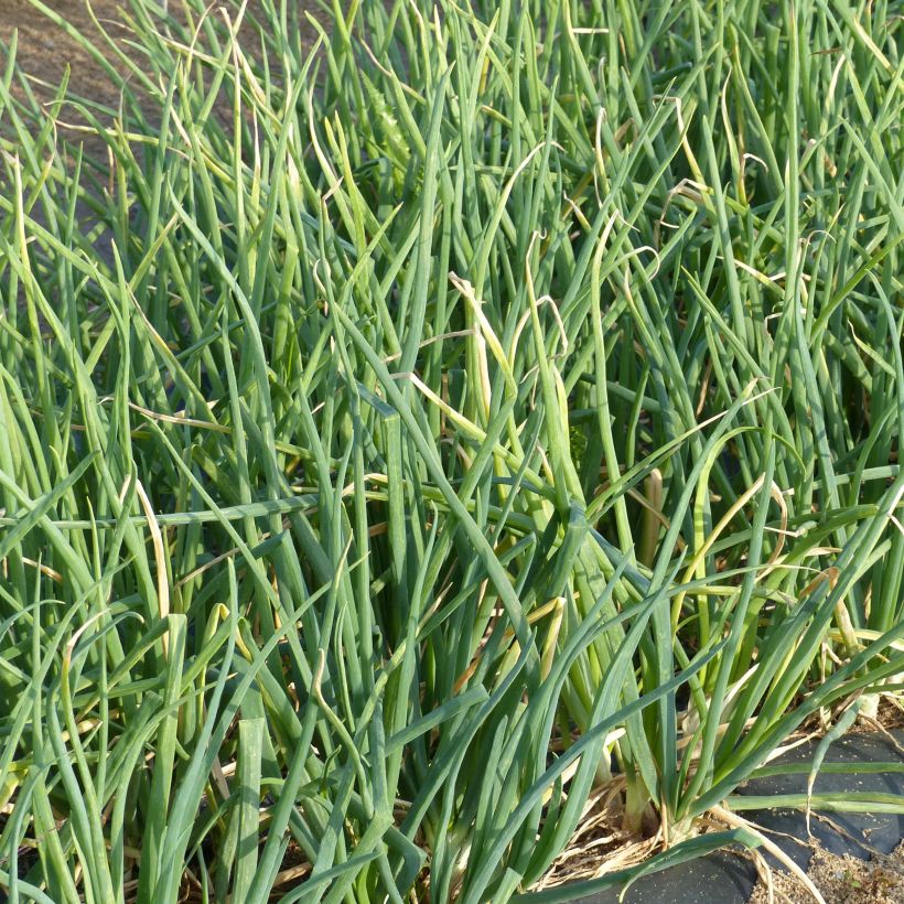 Ciboule à côte blanche - Allium fistulosum (Feuillage)