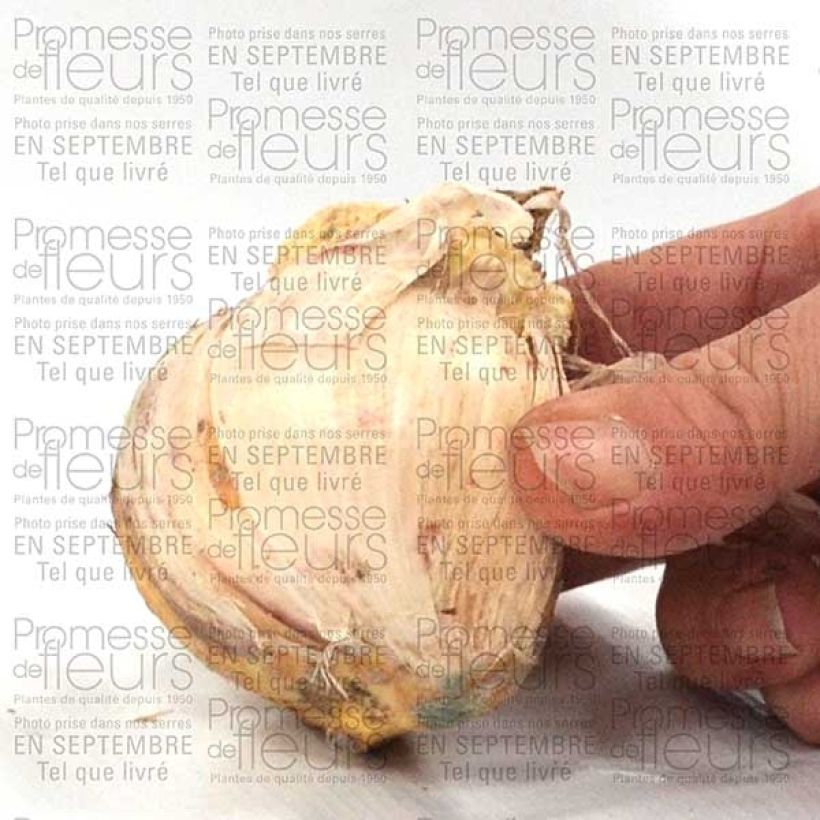 Exemple de spécimen de Ail d'ornement - Allium Globemaster tel que livré
