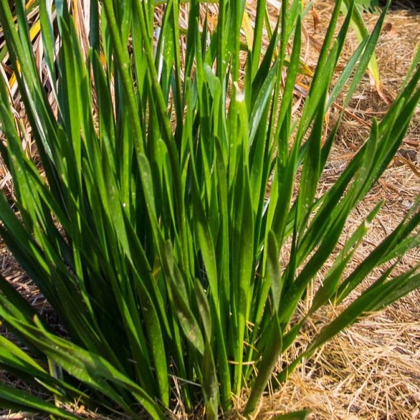 Ail d'ornement - Allium Millenium (Feuillage)