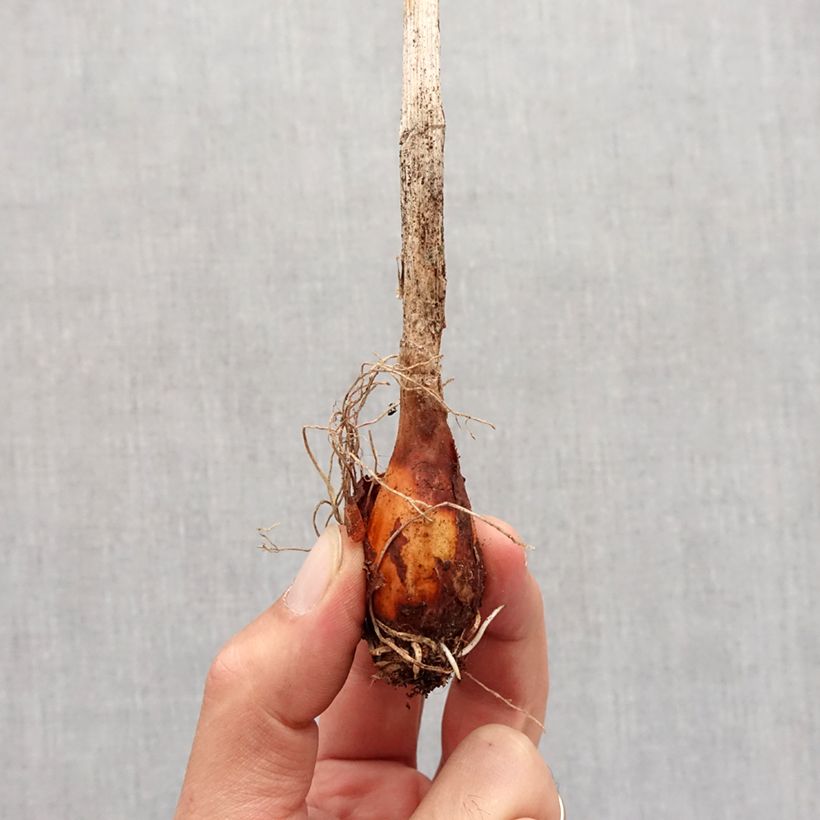 Spécimen de Allium obliquum - Ail oblique Bulbe tel que livré en automne