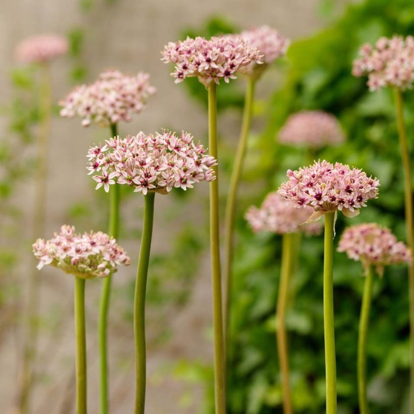 Ail d'ornement - Allium Red Eye (Port)