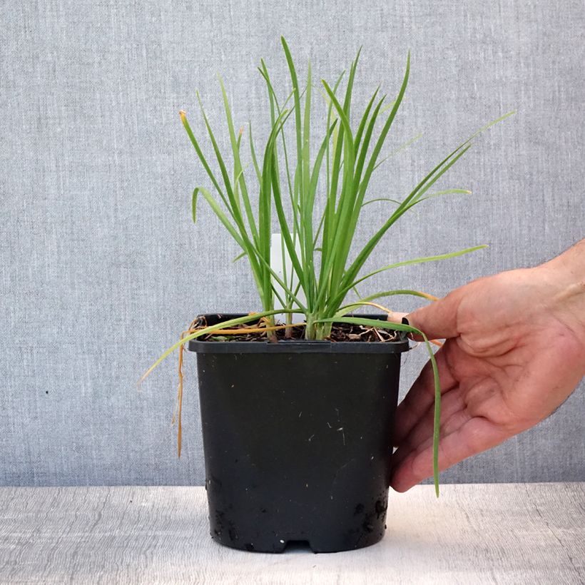 Spécimen de Allium tuberosum Cliffs of Dover - Ail d'ornement Pot de 2L/3L tel que livré en été