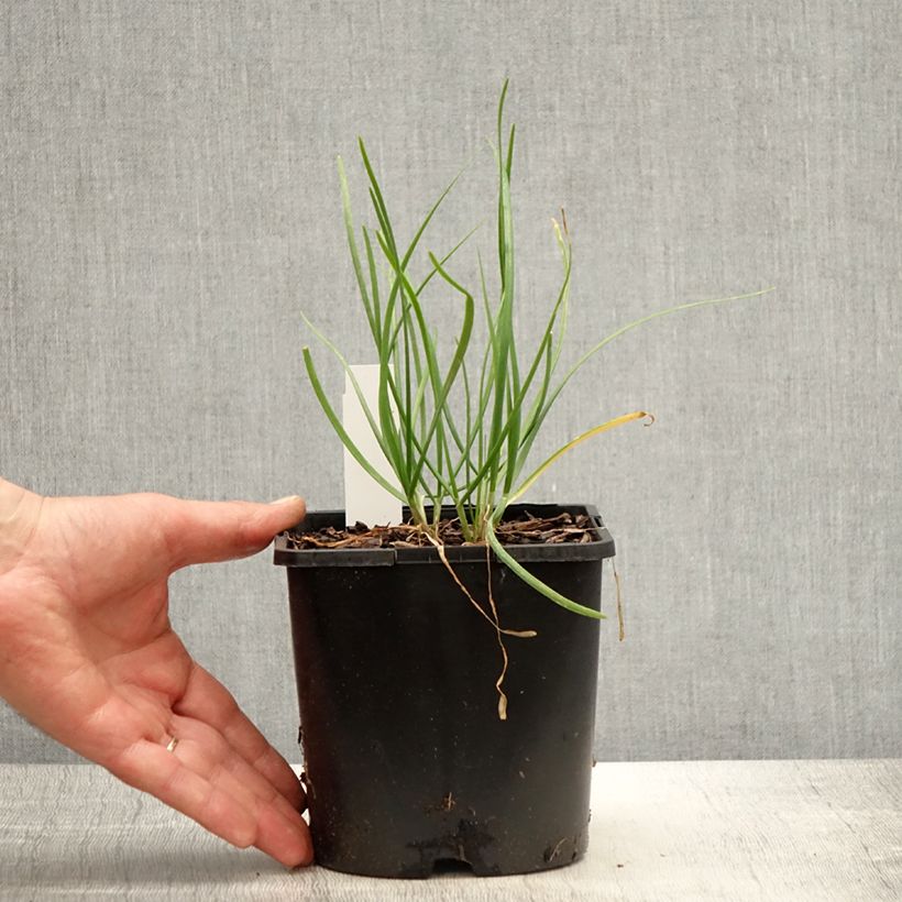 Spécimen de Allium tuberosum Cliffs of Dover - Ail d'ornement - Pot de 2L/3L tel que livré au printemps