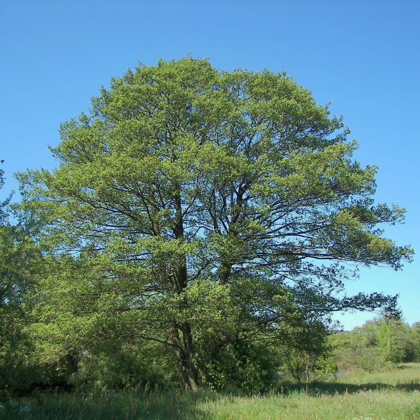 Aulne glutineux - Alnus glutinosa (Port)