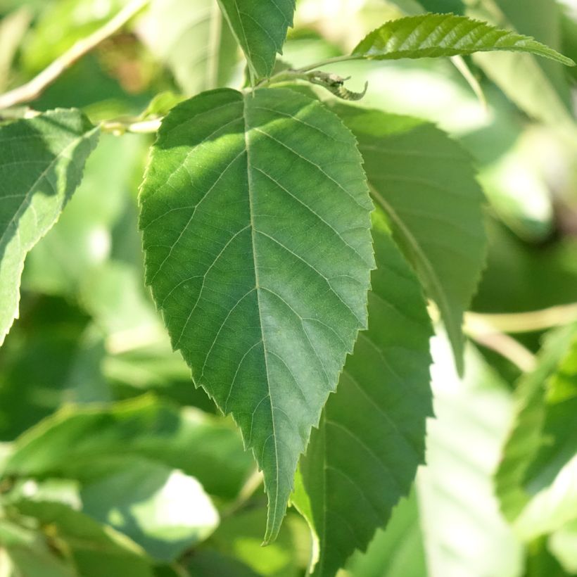 Alnus spaethii - Aulne de Spaeth (Feuillage)