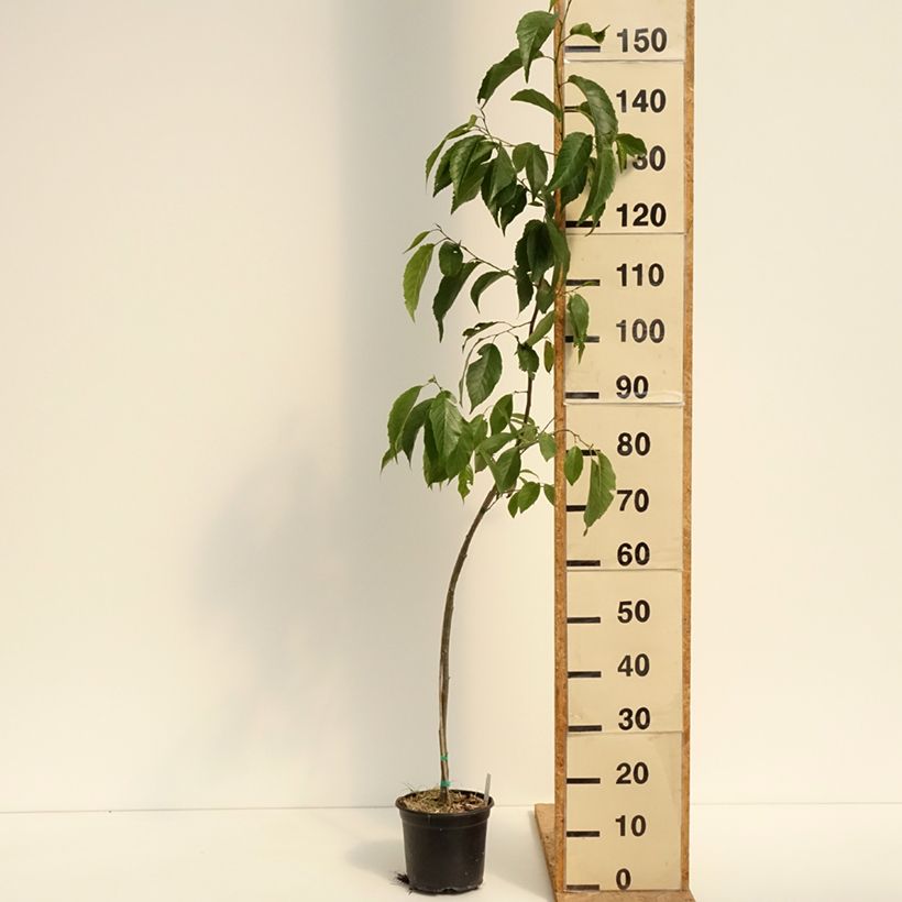 Spécimen de Alnus spaethii - Aulne de Spaeth Pot de 3L/4L tel que livré en été