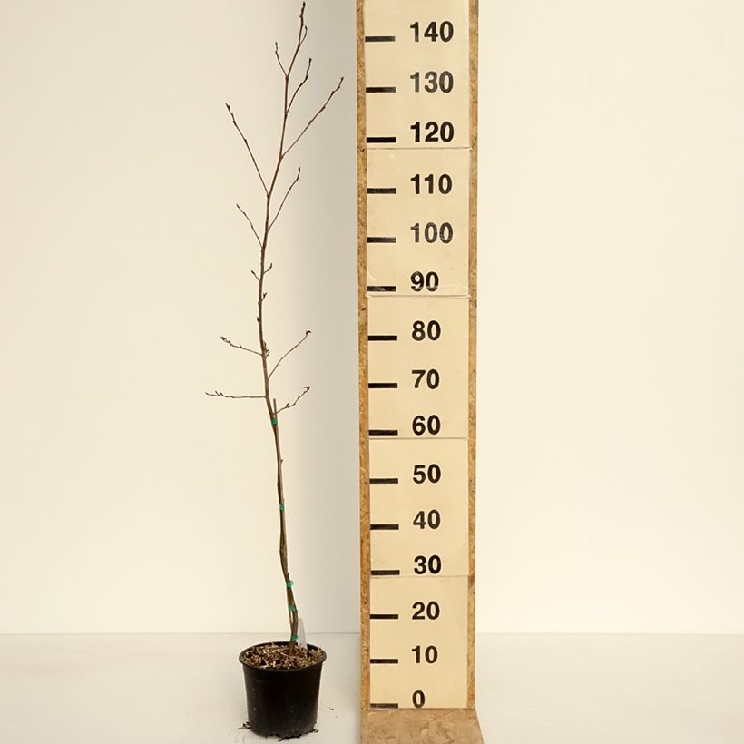 Spécimen de Alnus spaethii - Aulne de Spaeth Pot de 3L/4L tel que livré au printemps
